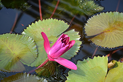 Antares Tropical Water Lily (Nymphaea 'Antares') at Stonegate Gardens