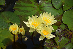 Carla's Sonshine Tropical Water Lily (Nymphaea 'Carla's Sonshine') at Stonegate Gardens