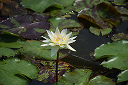 Josephine Tropical Water Lily (Nymphaea 'Josephine') at Stonegate Gardens