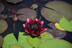 Burgundy Princess Hardy Water Lily (Nymphaea 'Burgundy Princess') at Lakeshore Garden Centres