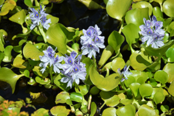 Water Hyacinth (Eichhornia crassipes) at Stonegate Gardens