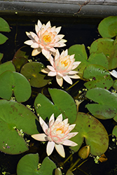 Peach Glow Hardy Water Lily (Nymphaea 'Peach Glow') at A Very Successful Garden Center