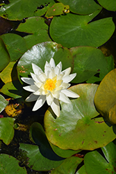 Hal Miller Hardy Water Lily (Nymphaea 'Hal Miller') at Stonegate Gardens