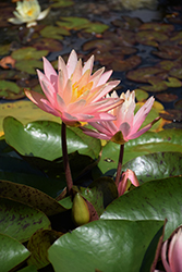 Pink Grapefruit Hardy Water Lily (Nymphaea 'Pink Grapefruit') at Stonegate Gardens