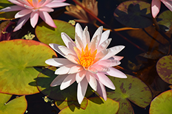 Starbright Hardy Water Lily (Nymphaea 'Starbright') at Stonegate Gardens