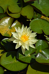 Charlene Strawn Hardy Water Lily (Nymphaea 'Charlene Strawn') at Stonegate Gardens