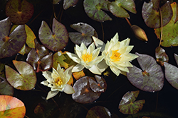 Pygmaea Helvola Hardy Water Lily (Nymphaea 'Pygmaea Helvola') at A Very Successful Garden Center