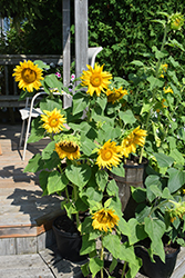 Sunspot Sunflower (Helianthus annuus 'Sunspot') at Stonegate Gardens