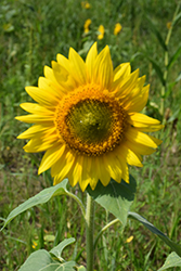 Royal Sunflower (Helianthus annuus 'Royal') at Stonegate Gardens