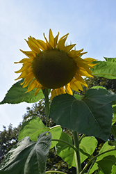 Giganteus Sunflower (Helianthus annuus 'Giganteus') at Stonegate Gardens