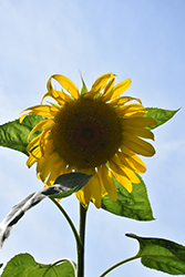 Titan Sunflower (Helianthus annuus 'Titan') at Stonegate Gardens