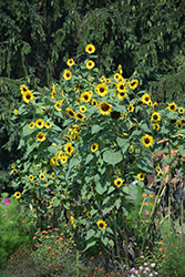 Kong Sunflower (Helianthus annuus 'Kong') at Stonegate Gardens