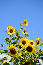 Hopi Black Dye Sunflower (Helianthus annuus 'Hopi Black Dye') at Stonegate Gardens