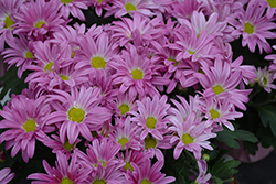Milton Pink Bicolor Chrysanthemum (Chrysanthemum 'Milton Pink Bicolor') at Stonegate Gardens
