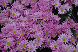 Pemba Pink Chrysanthemum (Chrysanthemum 'Pemba Pink') at Lakeshore Garden Centres