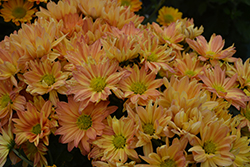 Auburn Orange Chrysanthemum (Chrysanthemum 'Auburn Orange') at Stonegate Gardens