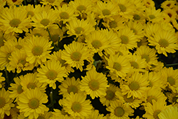 Pueblo Yellow Chrysanthemum (Chrysanthemum 'Pueblo Yellow') at Stonegate Gardens