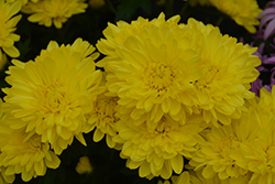 Manhattan Yellow Chrysanthemum (Chrysanthemum 'Manhattan Yellow') at Stonegate Gardens