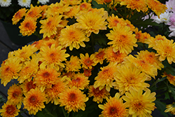 Mount Aubisque Chrysanthemum (Chrysanthemum 'Mount Aubisque Amber') at Stonegate Gardens
