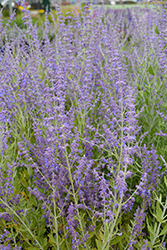 Little Spire Russian Sage (Perovskia 'Little Spire') at The Mustard Seed