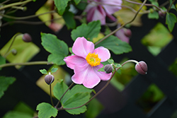 Grapeleaf Anemone (Anemone tomentosa 'Robustissima') at Lakeshore Garden Centres
