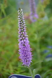 Lavender Lightsaber Speedwell (Veronica 'Lavender Lightsaber') at Lakeshore Garden Centres
