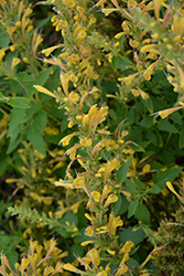 Kudos Yellow Hyssop (Agastache 'Kudos Yellow') at Stonegate Gardens