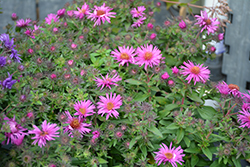 Pink Crush New England Aster (Symphyotrichum novae-angliae 'Pink Crush') at Lakeshore Garden Centres