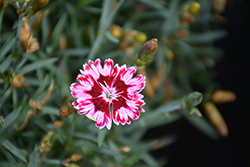 Star Single Superstar Pinks (Dianthus 'Wp11 TYR04') at Stonegate Gardens