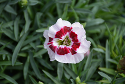 Pretty Poppers Kiss And Tell Pinks (Dianthus 'Kiss And Tell') at Lakeshore Garden Centres