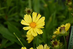 Leading Lady Sophia Tickseed (Coreopsis 'Leading Lady Sophia') at A Very Successful Garden Center