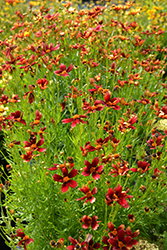 Red Satin Tickseed (Coreopsis 'Red Satin') at Lakeshore Garden Centres