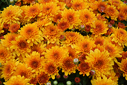Starspot Chrysanthemum (Chrysanthemum 'Starspot') at A Very Successful Garden Center