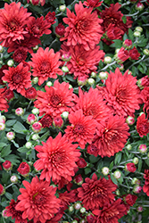 Fiesta Red Chrysanthemum (Chrysanthemum 'Fiesta Red') at Stonegate Gardens