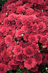 Rhonda Red Chrysanthemum (Chrysanthemum 'Rhonda Red') at Stonegate Gardens