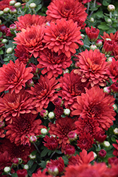 Cranbury Red Chrysanthemum (Chrysanthemum 'Cranbury Red') at Lakeshore Garden Centres