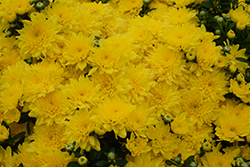 Blitz Lemon Chrysanthemum (Chrysanthemum 'Blitz Lemon') at A Very Successful Garden Center