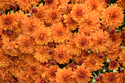 Miranda Orange Chrysanthemum (Chrysanthemum 'Miranda Orange') at Lakeshore Garden Centres