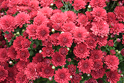 Danielle Red Chrysanthemum (Chrysanthemum 'Danielle Red') at Stonegate Gardens