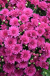 Danielle Purple Chrysanthemum (Chrysanthemum 'Danielle Purple') at Stonegate Gardens