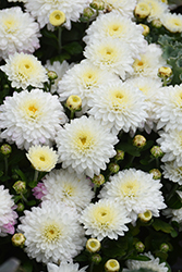 Mildred White Chrysanthemum (Chrysanthemum 'Mildred White') at Stonegate Gardens