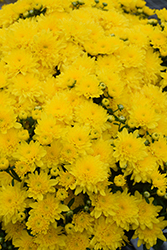 Dawn Yellow Chrysanthemum (Chrysanthemum 'Dawn Yellow') at A Very Successful Garden Center