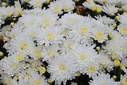 Snowy Igloo Chrysanthemum (Chrysanthemum 'Snowy Igloo') at Stonegate Gardens