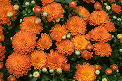 Toast Orange Chrysanthemum (Chrysanthemum 'Toast Orange') at Stonegate Gardens