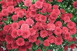Chery Red Chrysanthemum (Chrysanthemum 'Cherry Red') at Stonegate Gardens