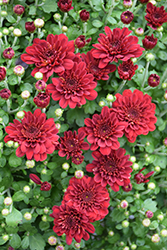 Power Red Chrysanthemum (Chrysanthemum 'Power Red') at Stonegate Gardens