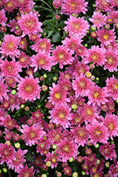 Stellar Pink Chrysanthemum (Chrysanthemum 'Stellar Pink') at Stonegate Gardens