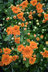 Mumosa Orange Chrysanthemum (Chrysanthemum 'Mumosa Orange') at Stonegate Gardens