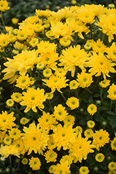 Morgana Yellow Chrysanthemum (Chrysanthemum 'Morgana Yellow') at Lakeshore Garden Centres