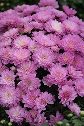 Gigi Dark Pink Chrysanthemum (Chrysanthemum 'Gigi Dark Pink') at Stonegate Gardens